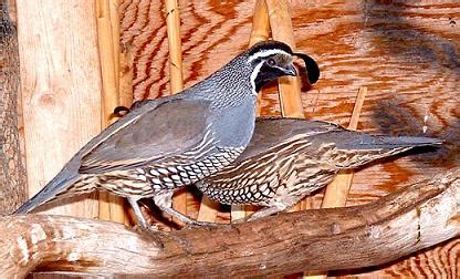 00 ea Butler <strong>quail</strong> 1. . Valley quail for sale craigslist